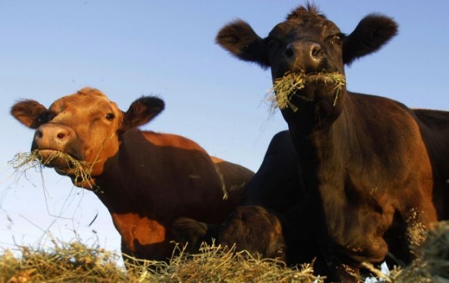 Bielorusko zrušilo zákaz dovozu živého dobytka z Únie