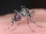 Japonsko má prvý výskyt horúčky dengue za 60 rokov