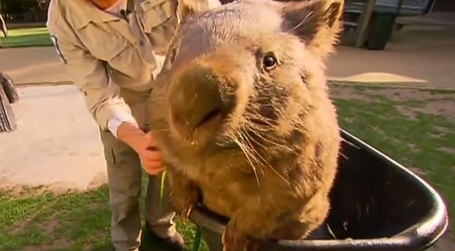 Video: Gigantický škrečok? Najstarší vombat na svete miluje ľudí