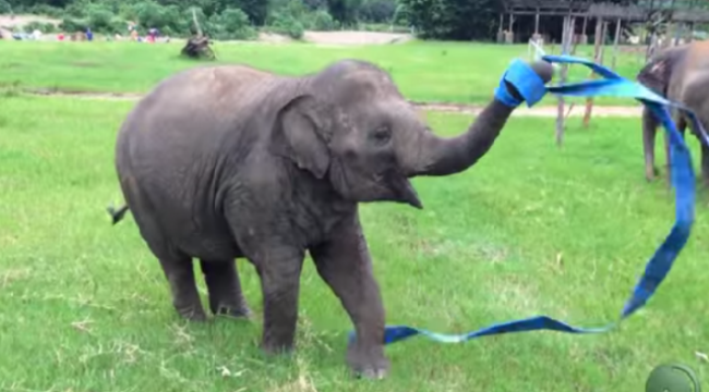 Video: Gymnastika malého slona vás úprimne rozosmeje 
