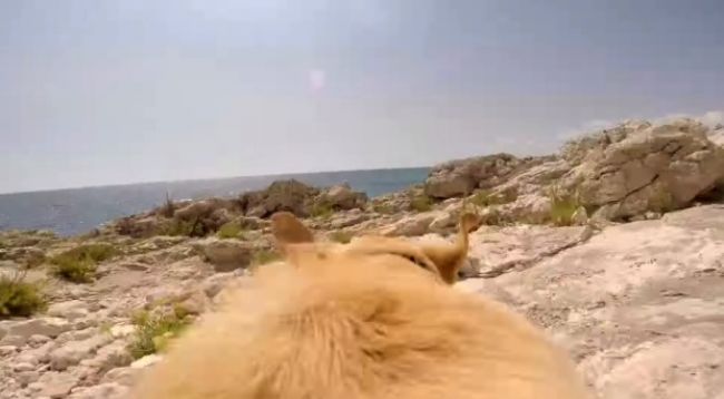 Video: Adrenalín na psom chrbte