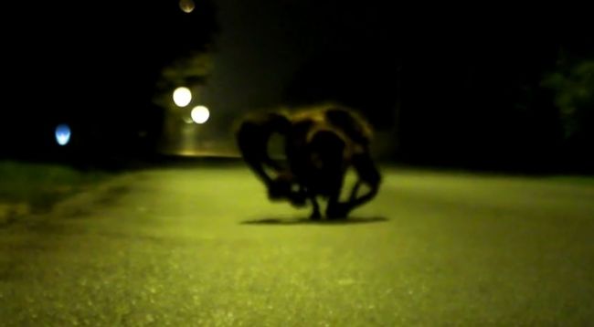 Video: Adrenalínová nachytávka s obrím pavúkom
