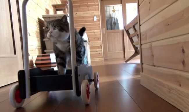 Video: Ako si mačka zľahčuje chôdzu