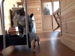 Video: Ako si mačka zľahčuje chôdzu