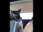 Video: Rozprávajúci psík? Sledujte video