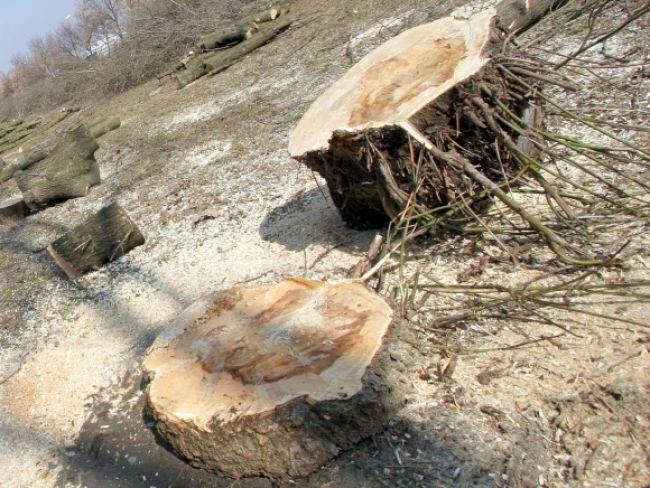 Inšpektori dávali pokuty, najvyššia bola za nelegálny výrub