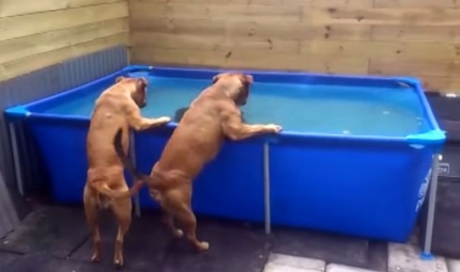 Video: Neskutočná spolupráca dvoch psov