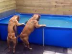 Video: Neskutočná spolupráca dvoch psov