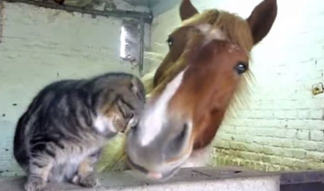 Video: Mačka a kôň - najlepší kamaráti?