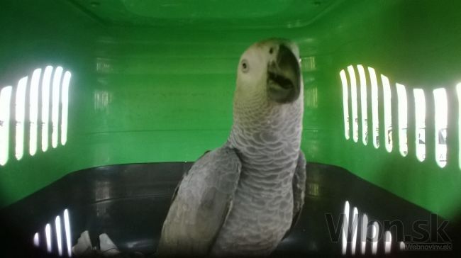 Colníci prezreli Fínom auto, zhabaný papagáj skončil v zoo