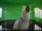 Colníci prezreli Fínom auto, zhabaný papagáj skončil v zoo