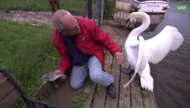 Video: Sťažená záchrana mladej labute