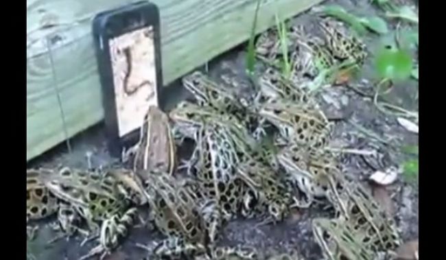Video: Žaby vs. smartfón s dážďovkami