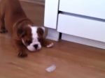 Video: Ako sa psík hrá s kockou ľadu