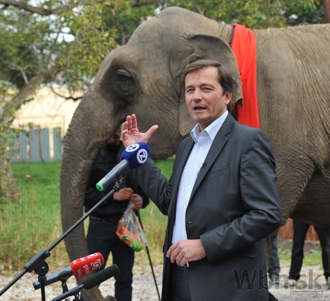 Kandidát na primátora Prešova mal na tlačovke slona