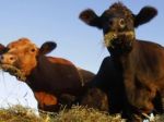 Na farme vo Svidníku zabíjal antrax, uhynulo niekoľko kráv