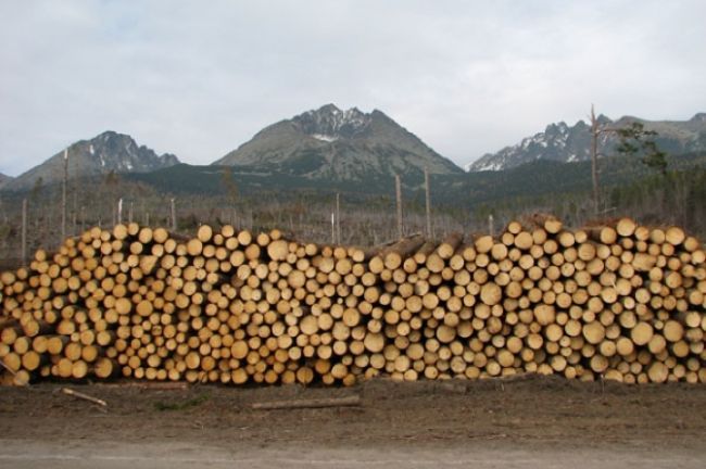 Štátne lesy prideľujú drevo z Tatier bez súťaže, tvrdí Simon