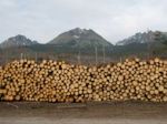Štátne lesy prideľujú drevo z Tatier bez súťaže, tvrdí Simon