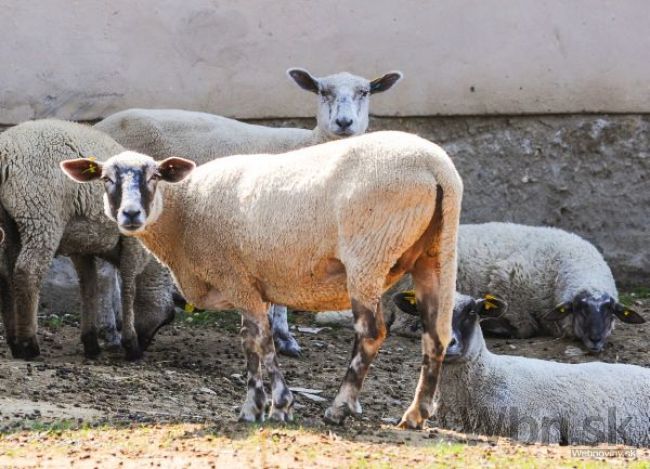 Slovenskí vedci skúmajú biologické riziká jedla, ktoré zjeme