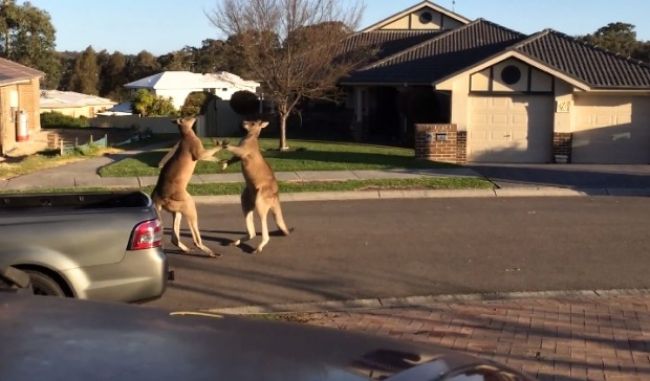 Video: Keď sa bijú kengury