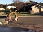 Video: Keď sa bijú kengury