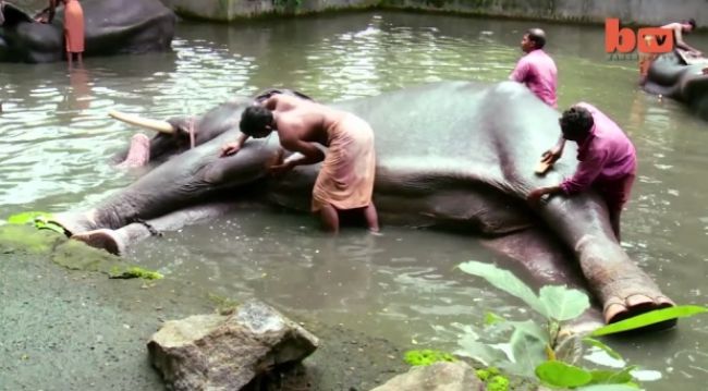 Video: Kúpele pre slony v Indii