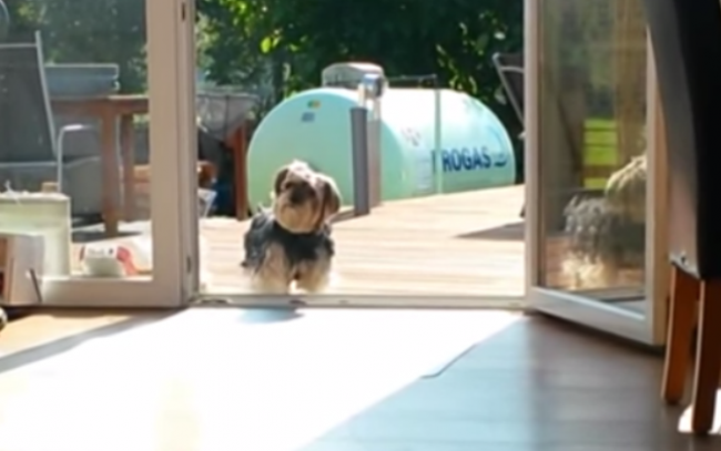 Video: Tento psík má svoje zásady - Otvorte mi prosím! 