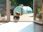Video: Tento psík má svoje zásady - Otvorte mi prosím! 