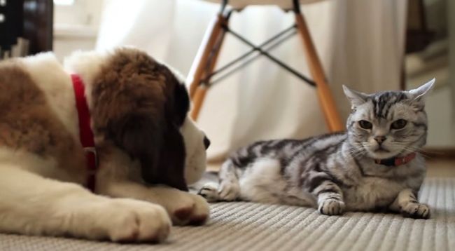 Video: Psy vs. mačky - reklama, ktorá vás dostane