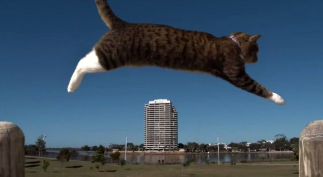 Video: Skvelé parkourové kúsky v podaní mačky