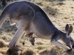 Prehistorické kengury chodili na dvoch nohách, tvrdia vedci