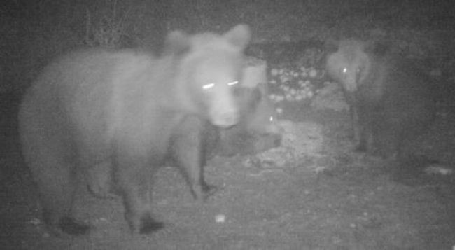 Pri Veľkom Poli sa pohybuje medvedia rodina, môže byť nebezpečná