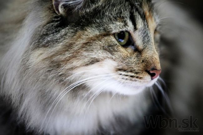 V Banskej Bystrici súperia mačky v súťaži krásy