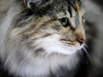 V Banskej Bystrici súperia mačky v súťaži krásy