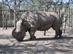 Uhynul jeden z posledných exemplárov nosorožca bieleho severného