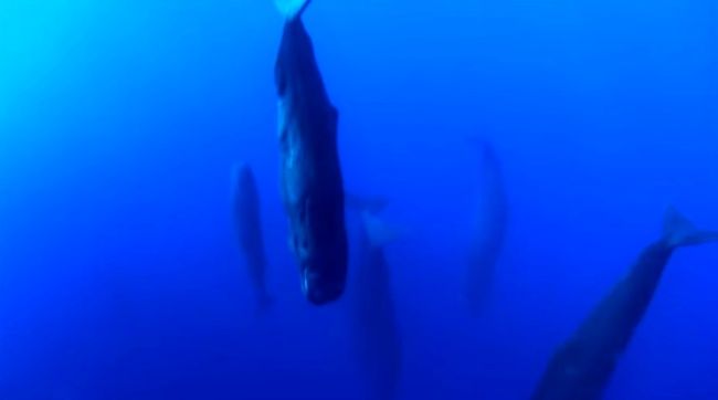 Video: Ako spia veľryby