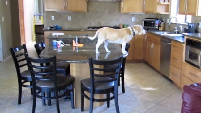 Video: Keď je pes sám doma alebo ako sa dostať k jedlu