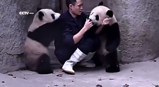 Video: Keď vám pandy nedajú pokoj