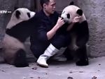 Video: Keď vám pandy nedajú pokoj