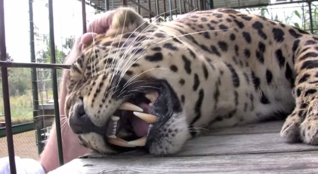 Video: Keď škrabkáte leoparda
