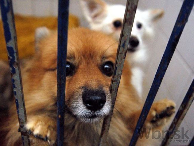 V Banskej Bystrici chcú podporiť majiteľov opustených psov