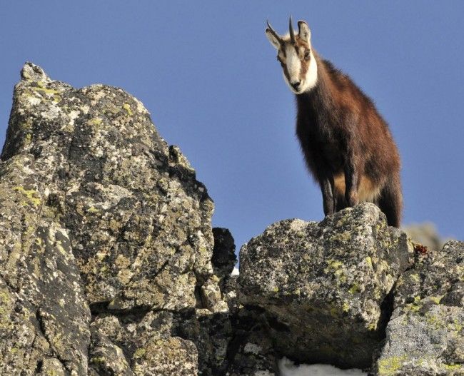 Počet kamzíkov na slovenskej strane Tatier prvýkrát prekročil tisícku