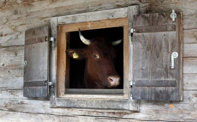 Antraxovú nákazu vo Svidníku zahnali, kravy sú stabilizované
