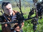 Z najsevernejších vinohradov vzíde i ľadové víno a sekt