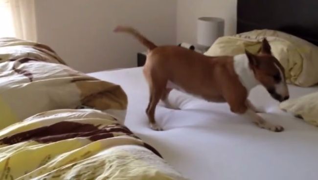 Video: Ako vyzerá šťastný pes