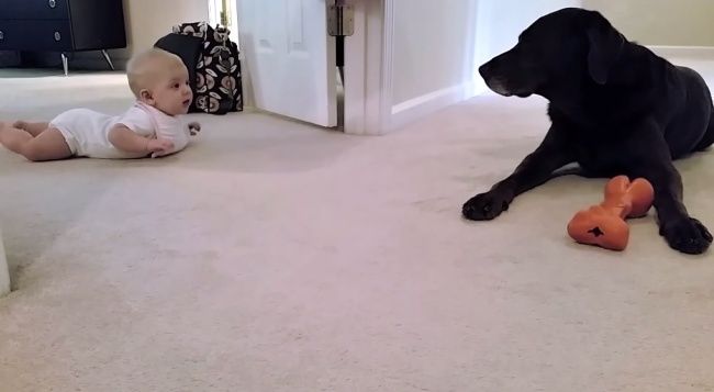 Video: Ako si hľadá bábo cestu k psíkovi