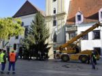 Na námestí v Bratislave osadili vianočný stromček