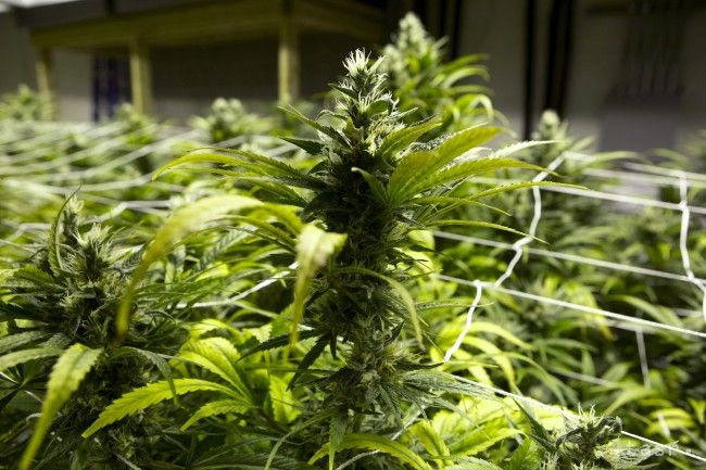 Ďalšie dva štáty schválili legalizáciu marihuany