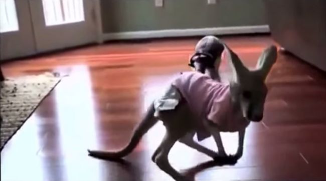Video: Keď mravčiar vyplaší kenguru
