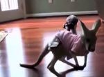 Video: Keď mravčiar vyplaší kenguru